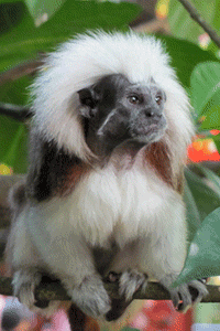 protect the endangered cotton top tamarin at the animal rescue site medium