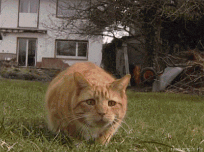 here is a collection of combined gifs gifs cat and animal medium