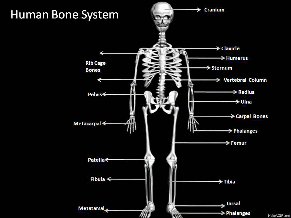 manash subhaditya edusoft human skeleton system boney medium
