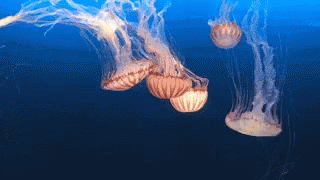 jellyfish gifs tenor medium