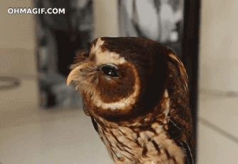 owl funny gif on gifer by megami medium