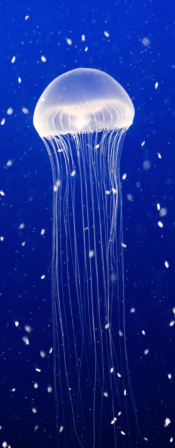 17 best jellies images on pinterest jellyfish medusa and aquariums medium