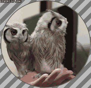 owl owls gif on gifer by dashakar medium