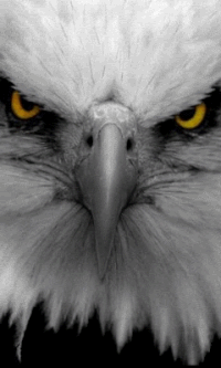 eagle eye gifs get the best gif on giphy medium