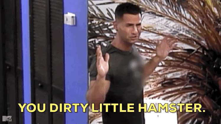 hamsters gifs get the best gif on giphy medium