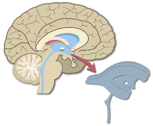ventricles of the brain ventricular system medium