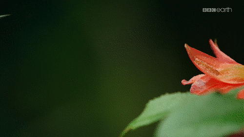 sword bill hummingbird tumblr medium