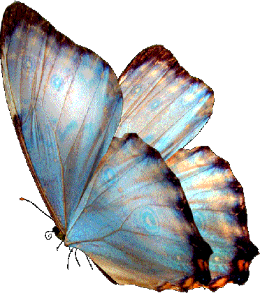 tube papillon anim medium