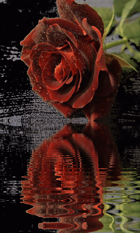 download animated 480x800 dramatic rose by ofrana cell phone medium