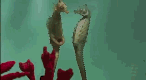 seahorses giving birth is the craziest thing you ll see today medium
