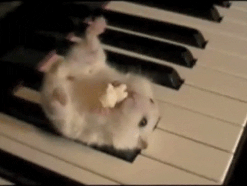 piano hamster gif find share on giphy medium