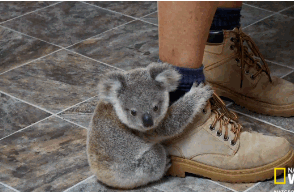 irti funny gif 7792 tags cute baby koala holding onto leg foot medium