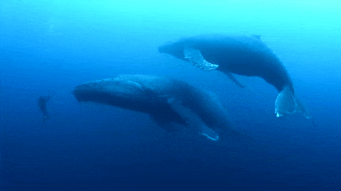 whales humpback gif find share on giphy medium