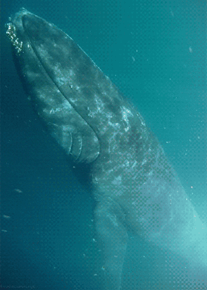 humpback whale gifs get the best gif on giphy medium