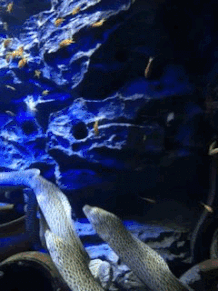 10 must visits at the s e a aquarium a guide to the world under medium