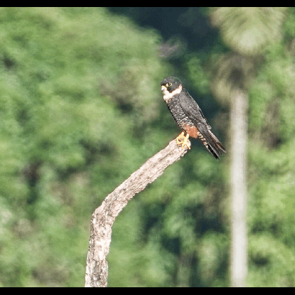 bat falcon pic for today rainforest animals gif medium