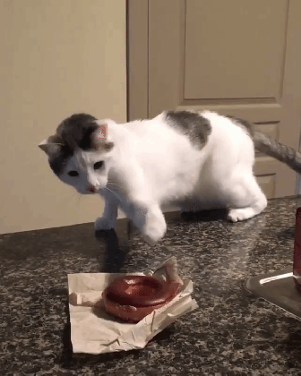 a confused cat cautiously swipes at a chocolate covered donut as if medium
