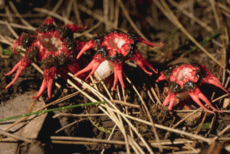 mushrooms spore gif find share on giphy medium