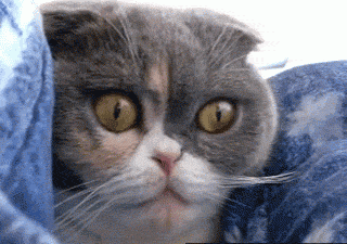 crazy cats animated gif s motley news photos and fun medium