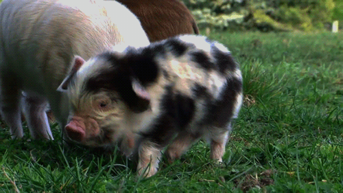 gif animals cute shake pig piglet i am not lol i think i am funny medium