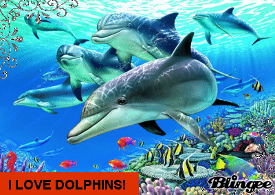 i love dolphins dolfijntjes pinterest medium