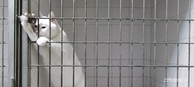 amazing houdini cat escapes cages by opening locks medium