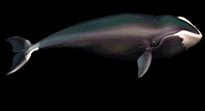 pezt animal information bowheadwhale medium
