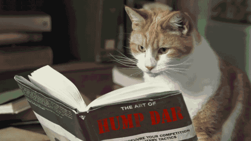 cat reading gifs find share on giphy medium