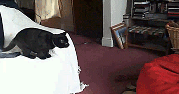 13 compelling arguments for why you should have a cat in medium