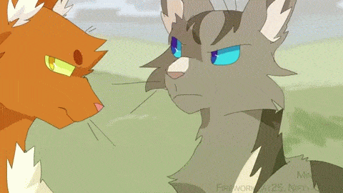 warrior cats amvs you can blame me when there s no one left to medium