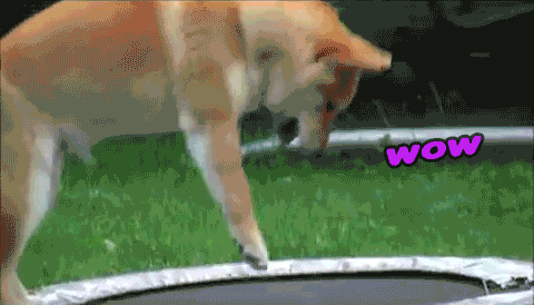 doge gifs 23 of the funniest animated doge gifs medium
