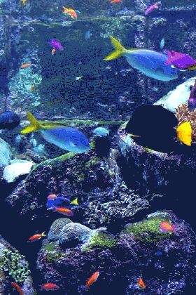 tropical fish aquarium fun tesla screen medium
