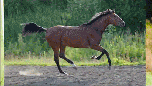 equestrian running gif wifflegif medium
