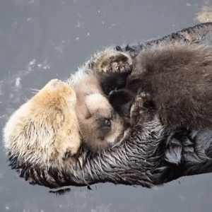 via giphy otters pinterest otters and gifs medium