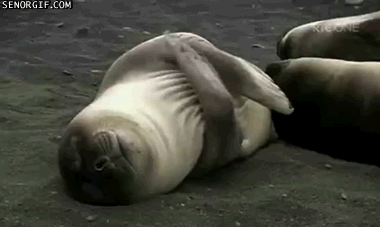 seals animals know your meme medium