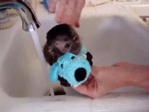 baby monkey getting a bath meme guy medium
