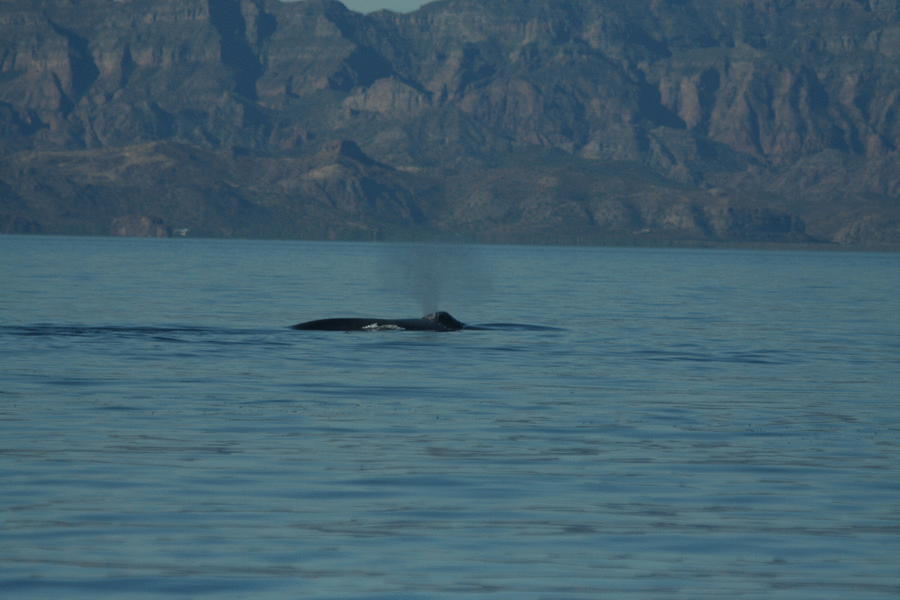 blue whale sea of cortez feb 2015 wildlife travel medium