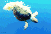 best sea turtle gifs primo gif latest animated gifs medium