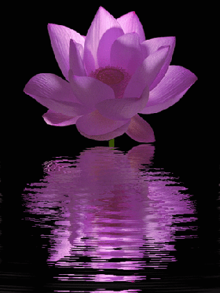yorkshire rose images lotus flower wallpaper and background photos medium