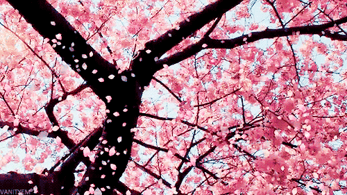 cherry blossom tree gif tier brianhenry co medium