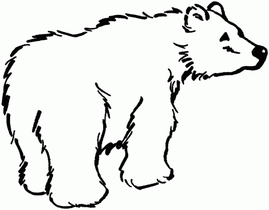 bear outline drawing at getdrawings com free for personal use bear medium