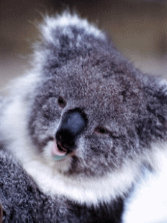 talking koala gif s pinterest animal medium
