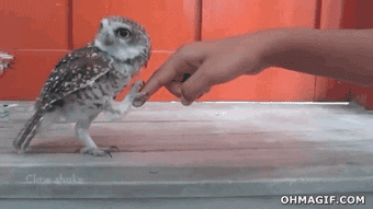 owl hello gif find share on giphy medium
