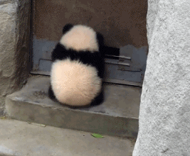 this doorstop doesn t work pinterest animal panda and gifs medium