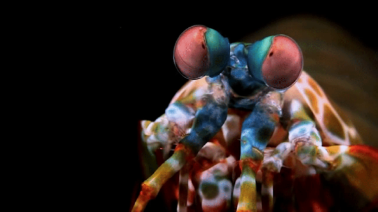 mantis shrimp gif find on gifer srimp medium