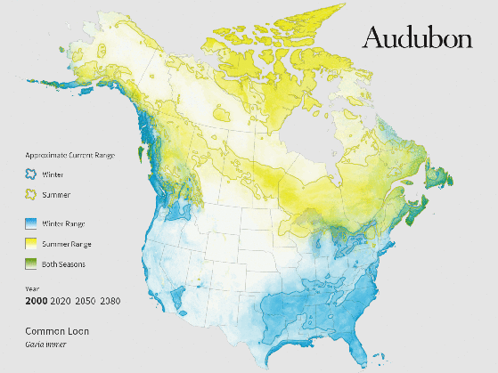 the audubon report at a glance the audubon birds medium