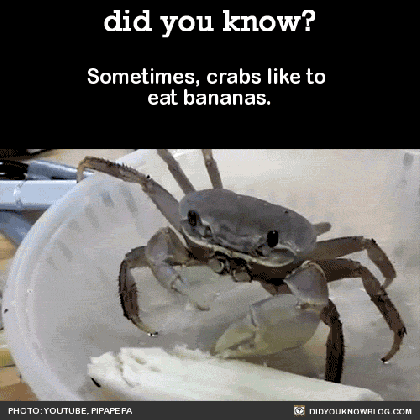 did you know sometimes crabs like to eat bananas source medium