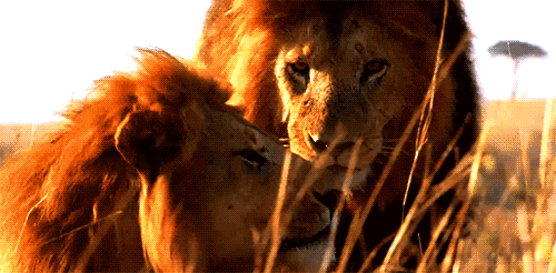 bbc lion gif find share on giphy medium