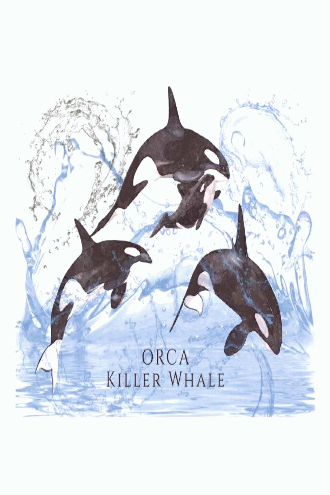 incredible black and white watercolor orcas postcard 2020 medium