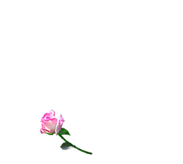 coeur roses image animated gif medium